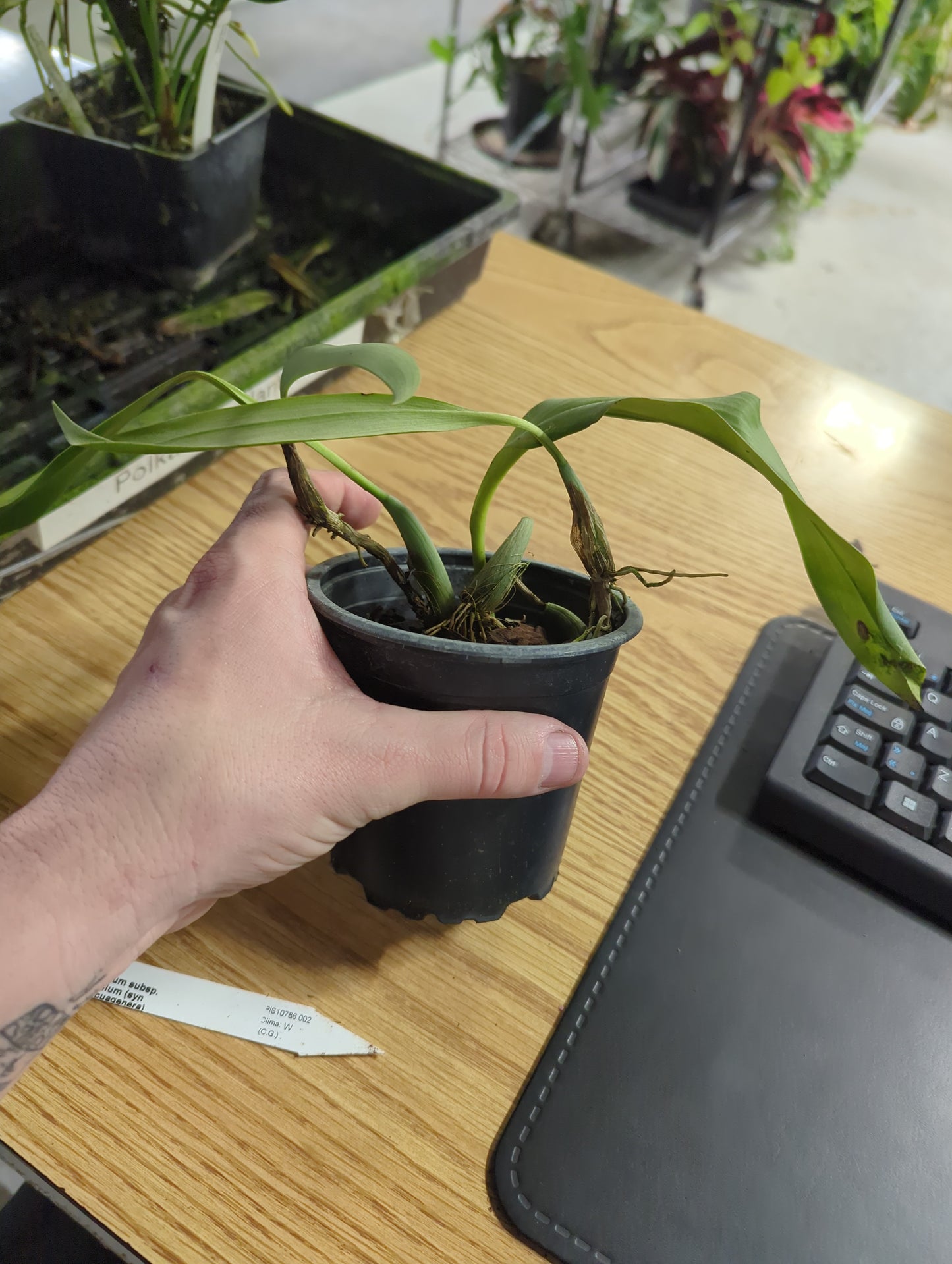 Bulbophyllum membranifolium subsp. Membranifolium