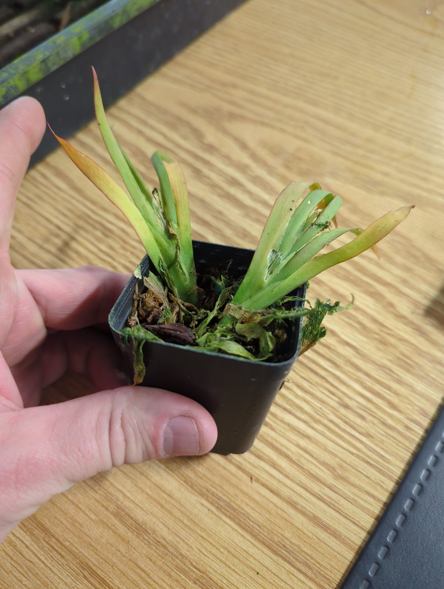 Oberonia Brachystachys