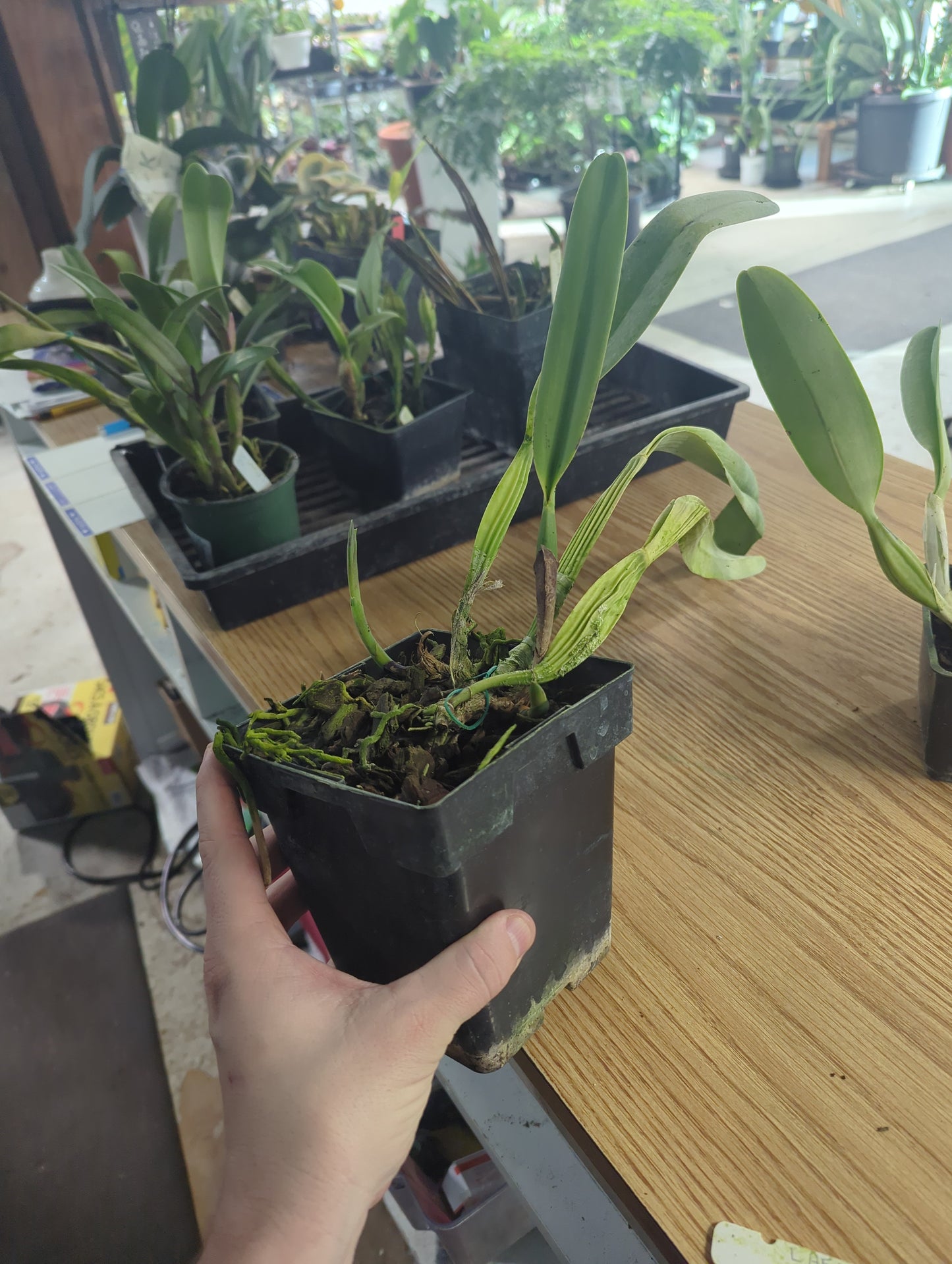 LAELIA PURPURATA VAR ATROPURPUREA