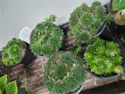 Hen's and Chicks