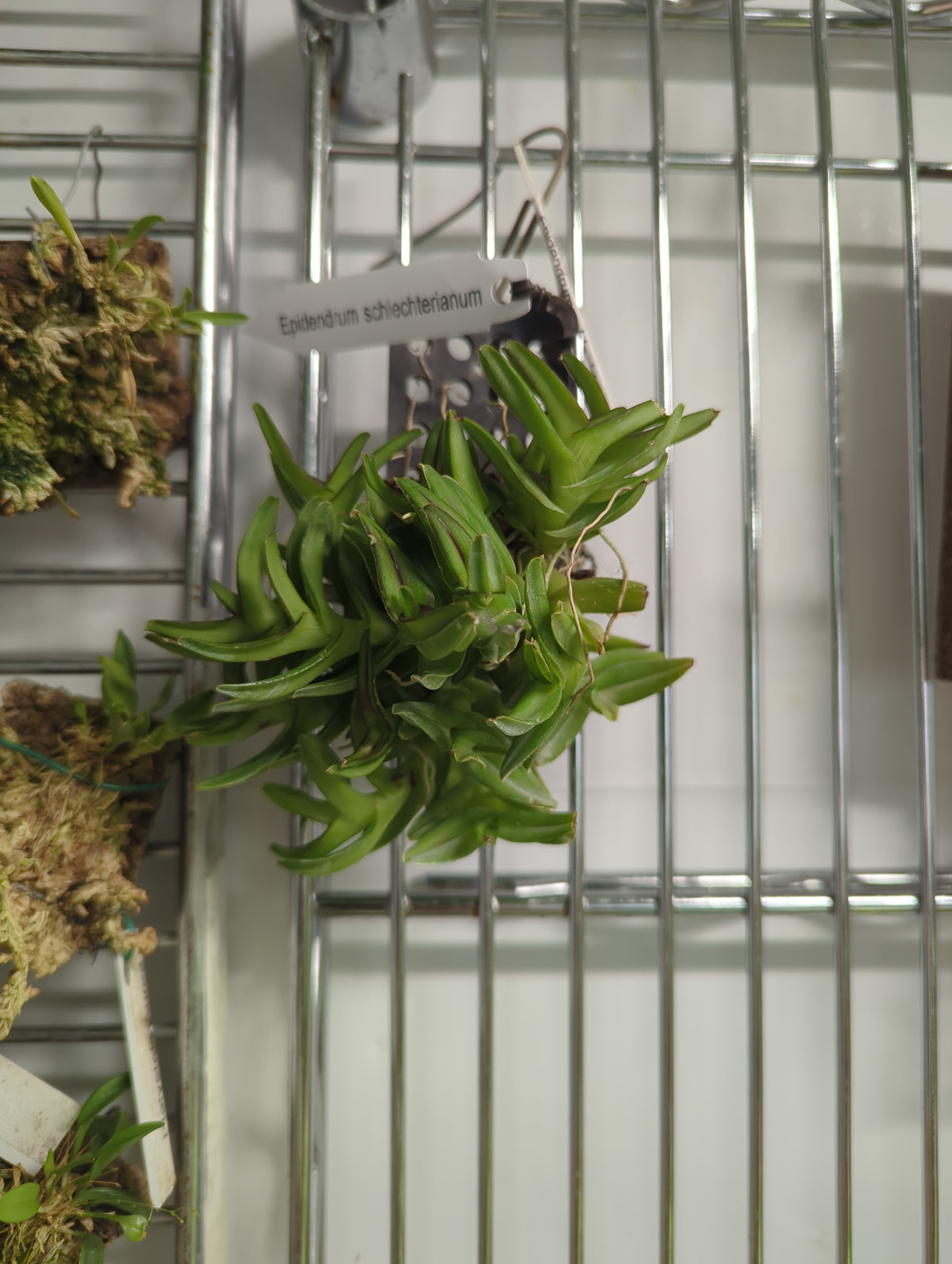 Epidendrum Schlechterianum