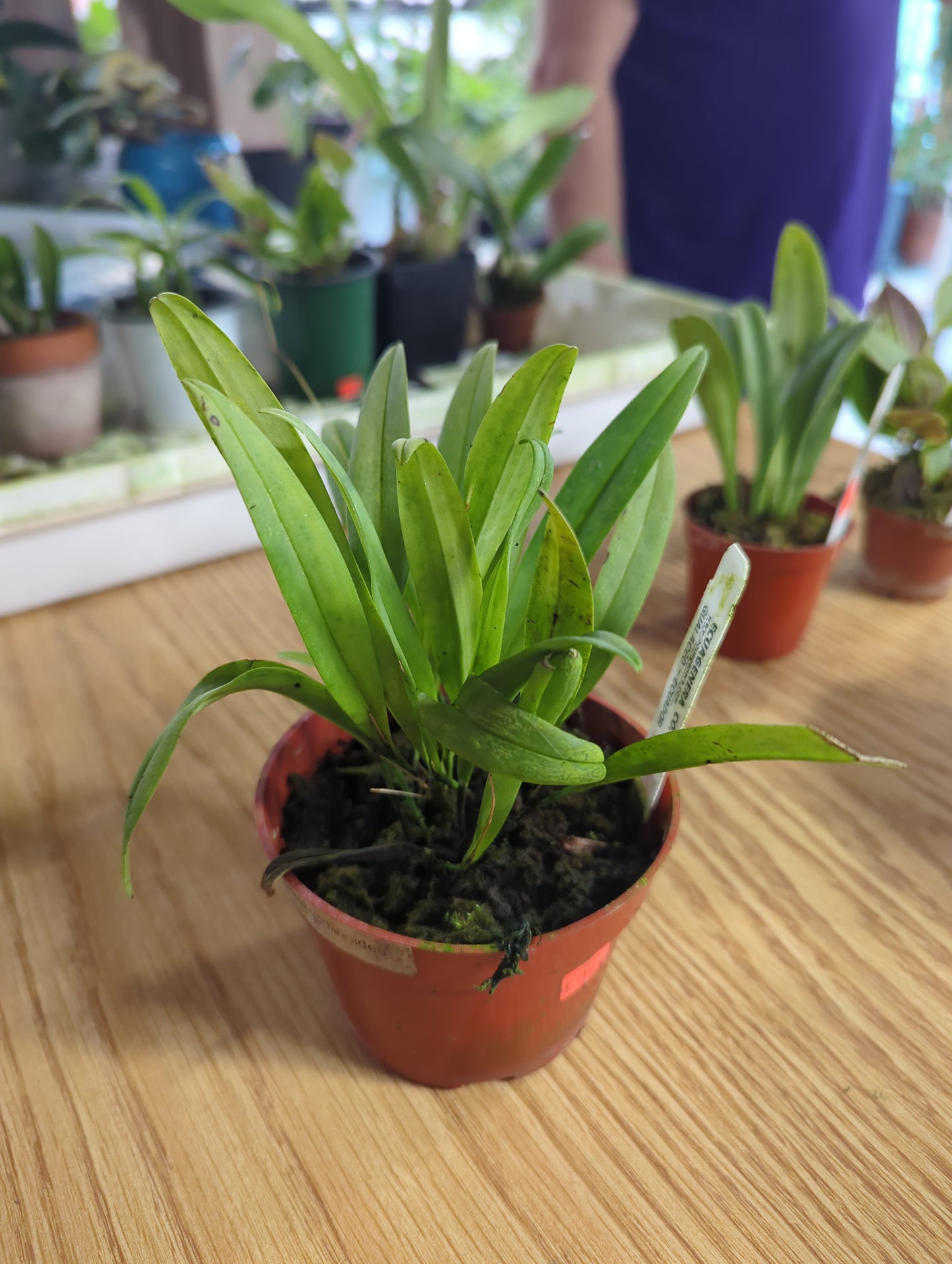 Stelis kefersteiniana