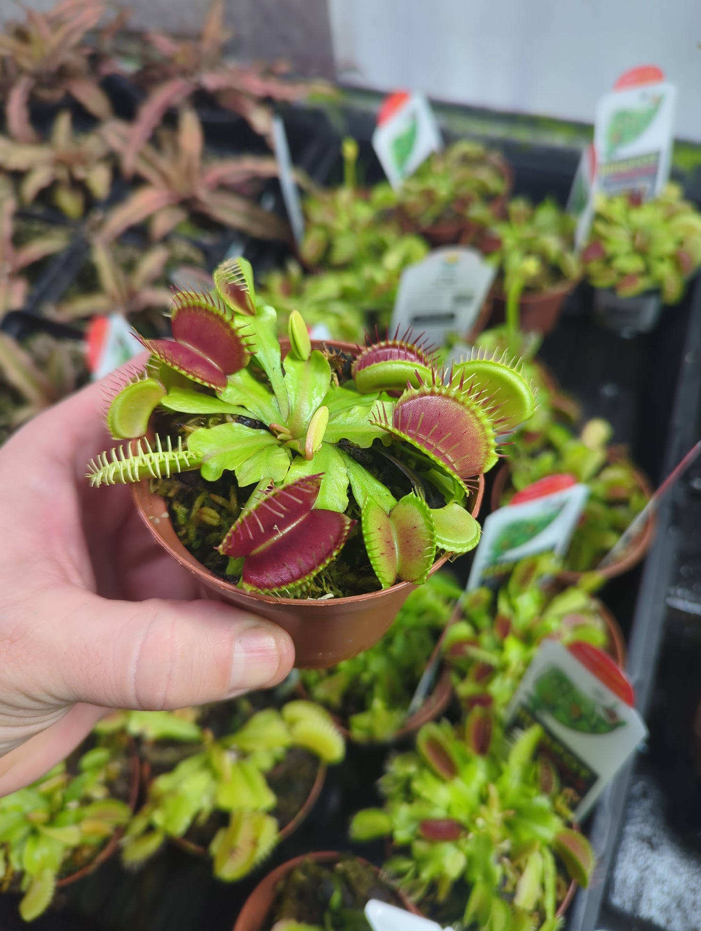 Venus Fly Trap