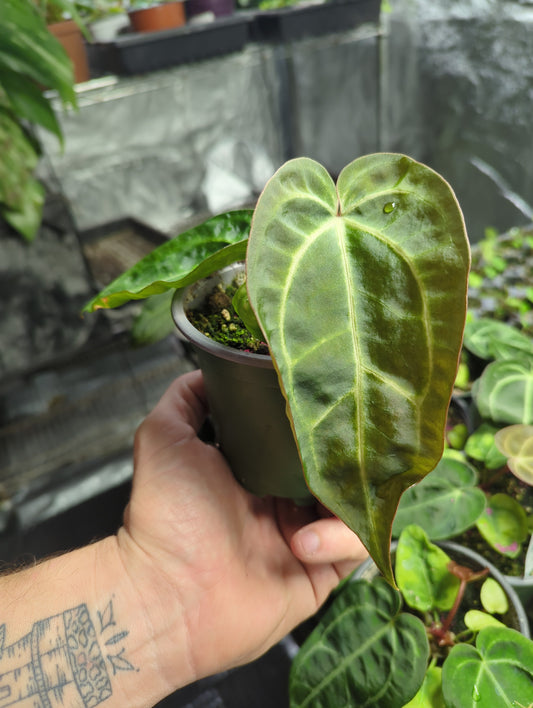 Anthurium (ZxM F3Leland Delta) x Neon Noir S1