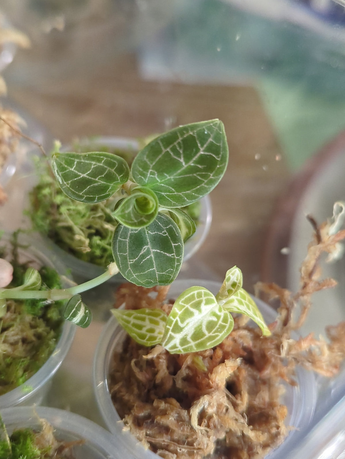 2inch Assorted Jewel Orchids