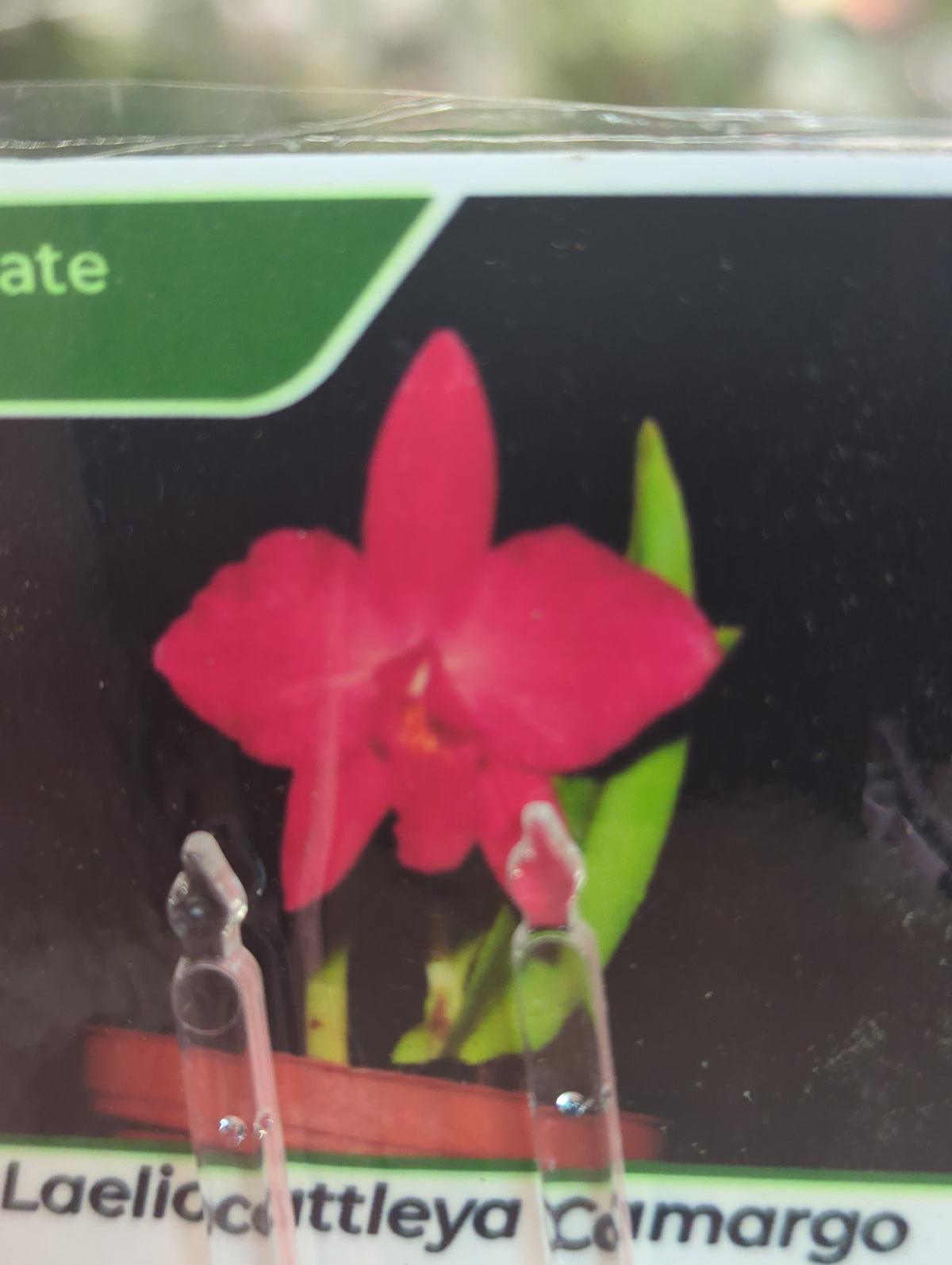 Laeliocattleya Camargo 4 in orchid