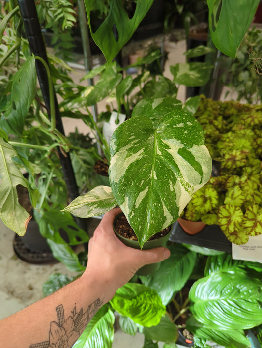 4 IN Monstera Deliciosa Thai Constellation Boxed