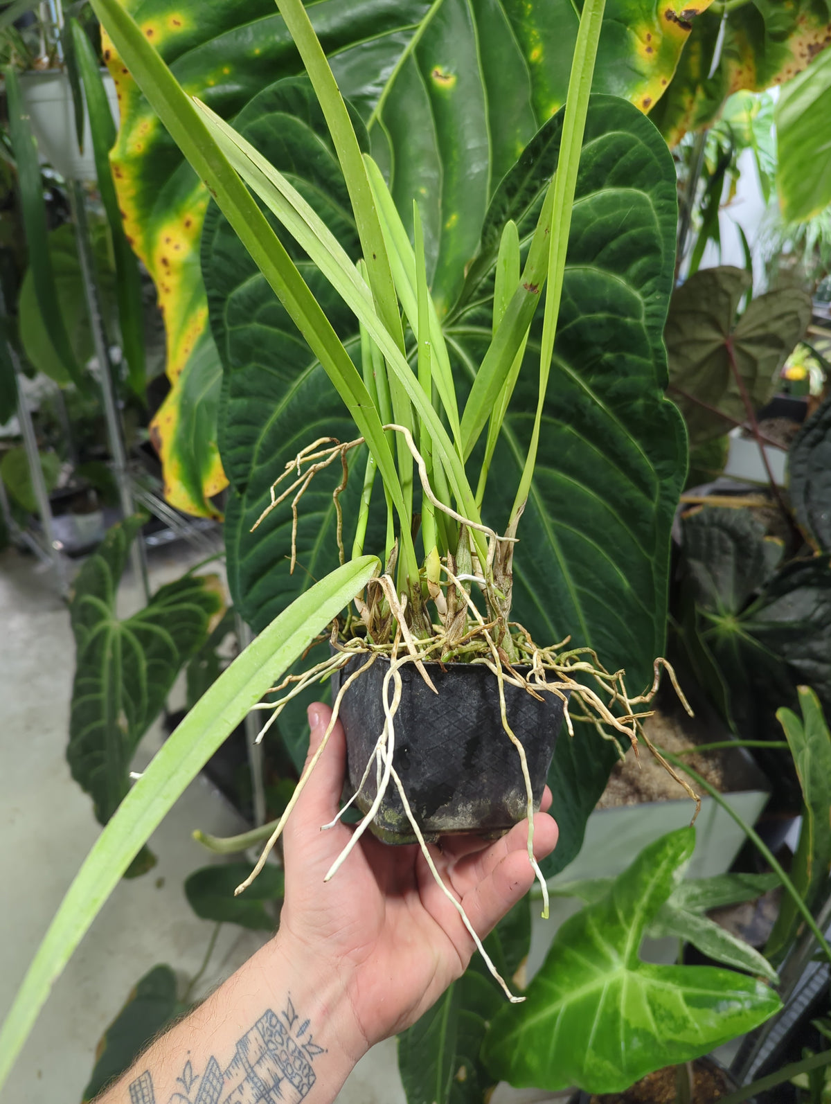 ENCYCLIA DICHROMA in pots