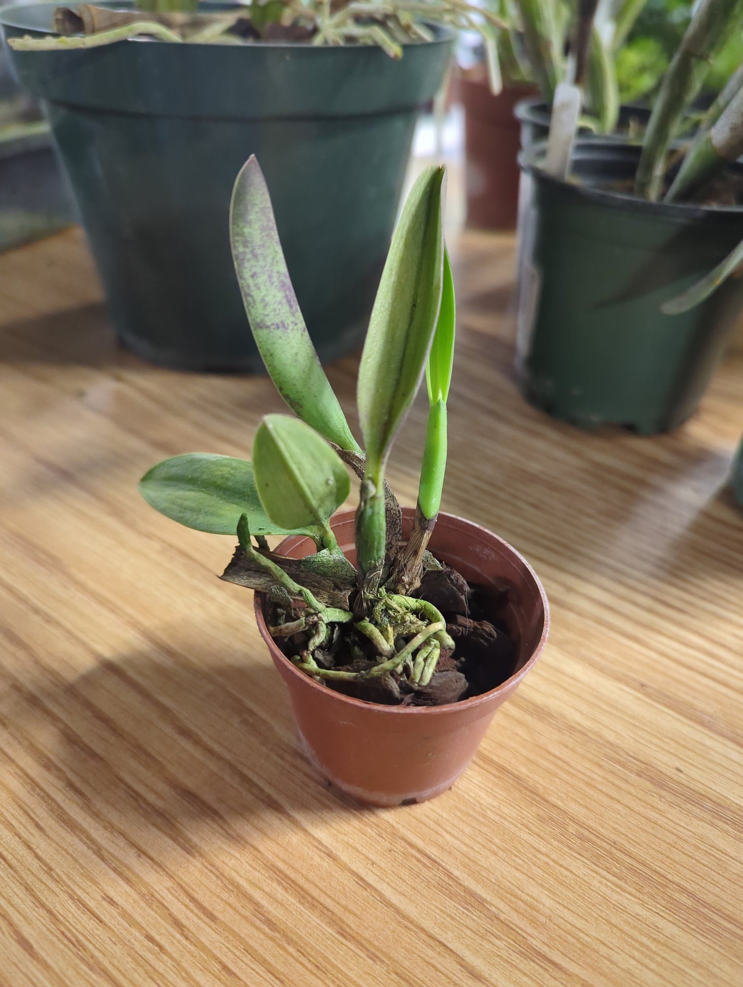 Cattleya Faikon ball