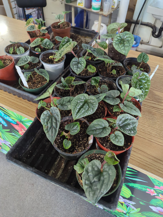 Anthurium Luxurians X (Ant. Waterburyanum x Ant. Warocqueanum)