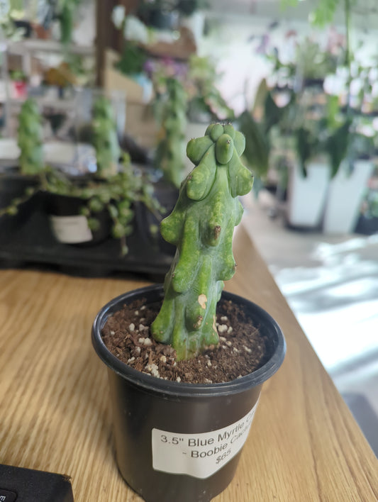 3.5" Blue Myrtle Cactus - Boobie Cactus