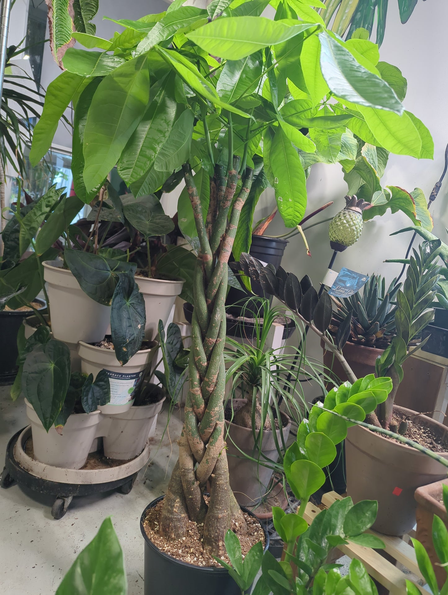 10 IN Pachira Braid Money Tree
