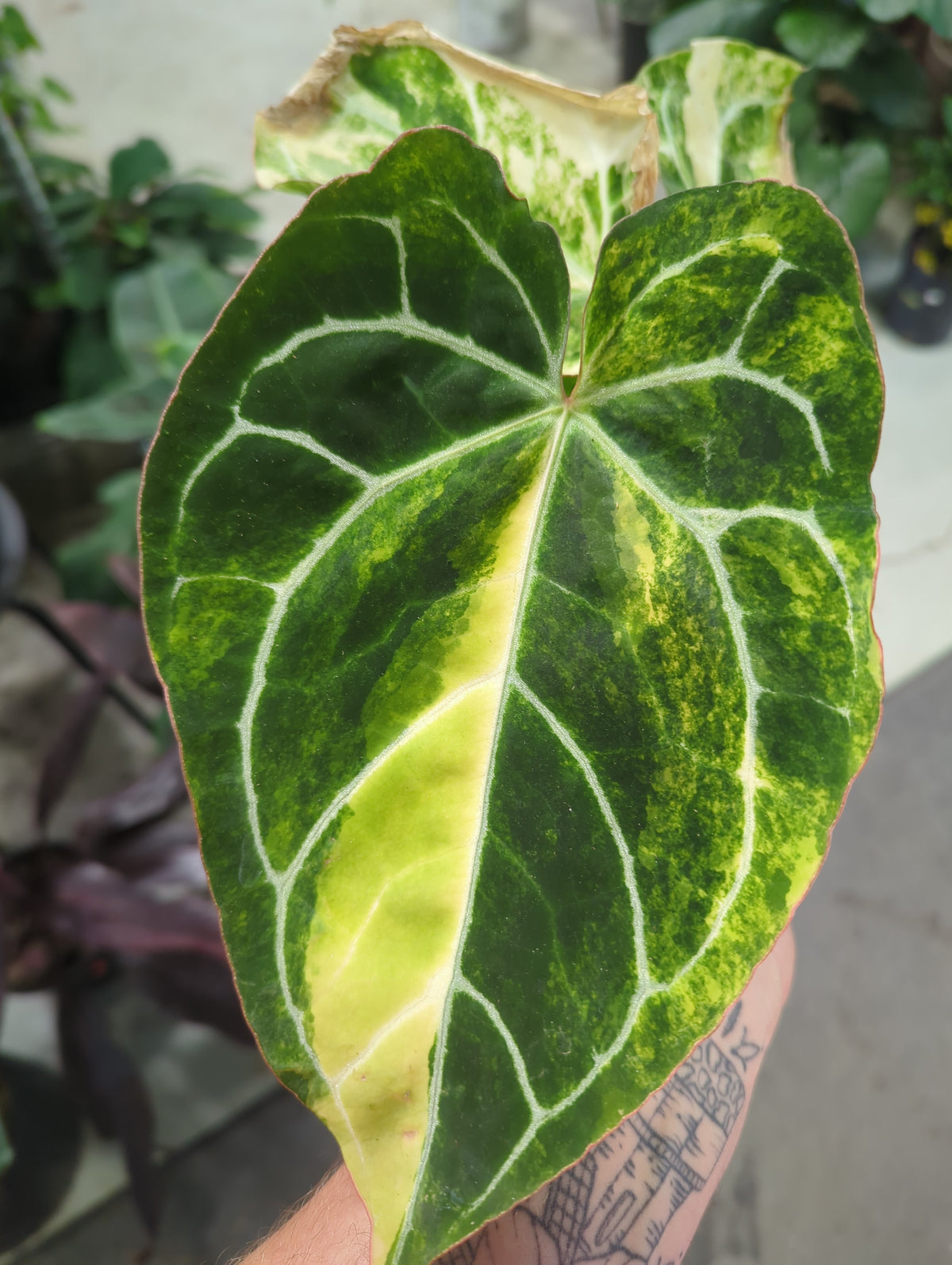 Anthurium Crystallinum Variegated
