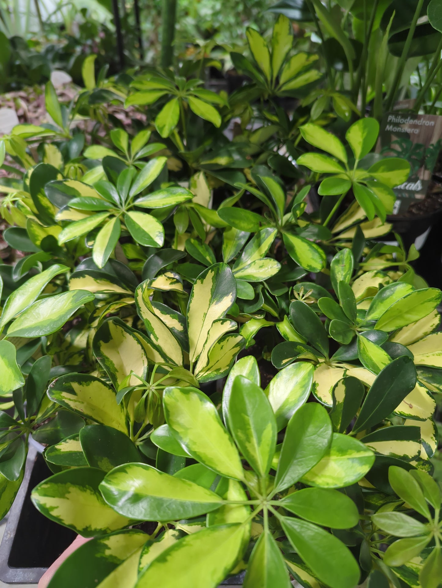 SCHEFFLERA-TRINETTE Variegated Umbrella