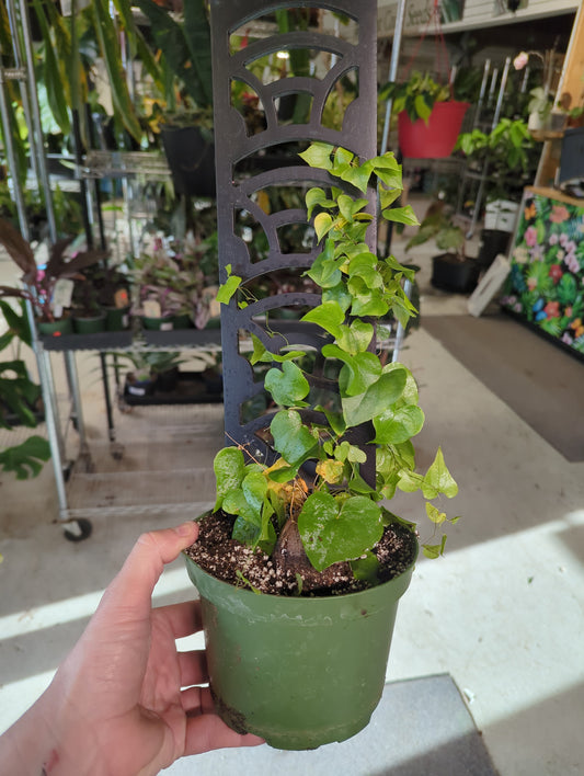 Dioscorea Elephantipes
