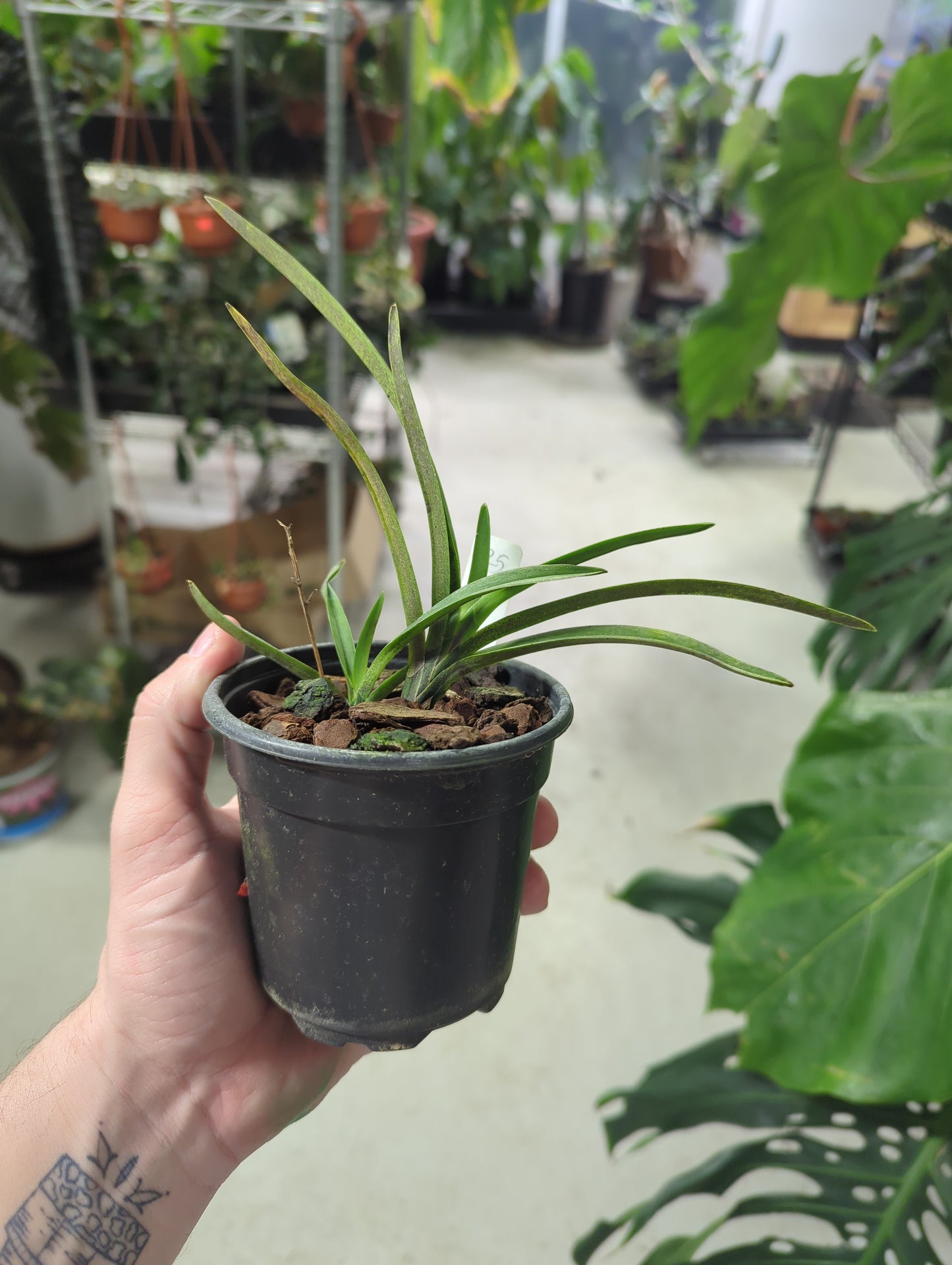 Neofinetia(Vanda) falcata