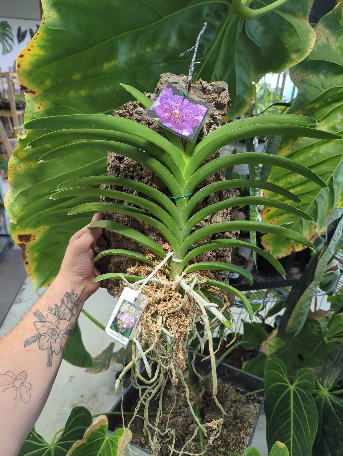 Vanda Pakchong Blue x Kulwadee Fragrance orchid mounted on cork