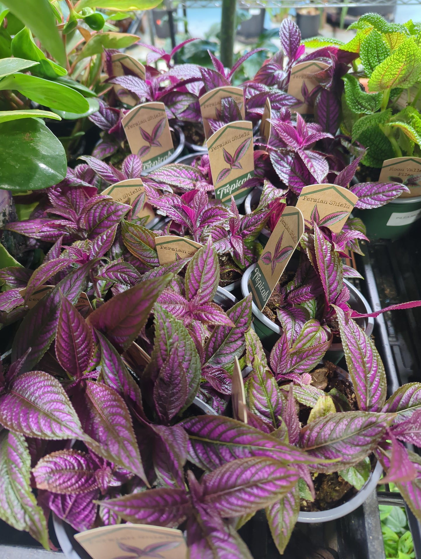 PERSIAN SHIELD