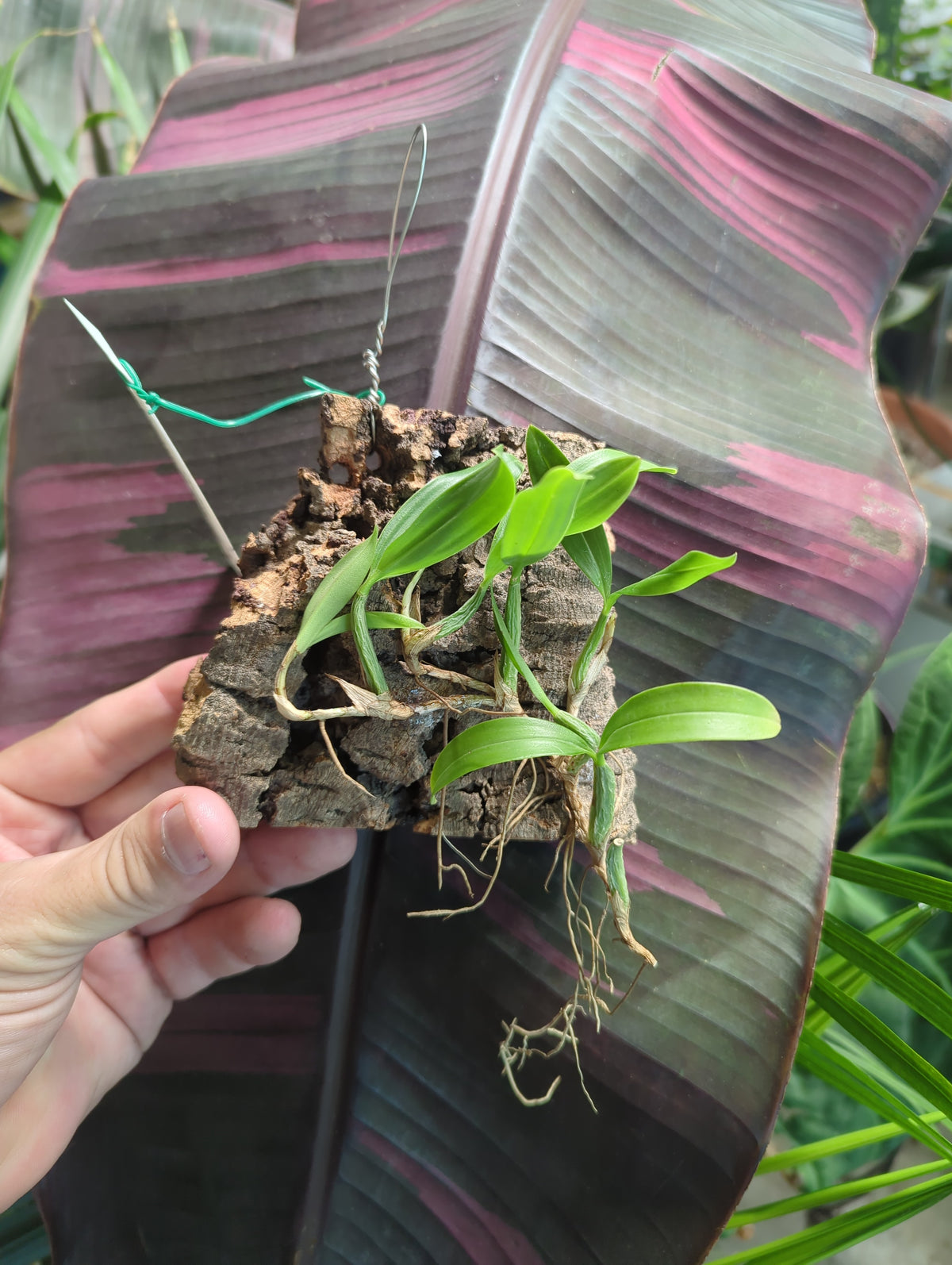 Coelogyne Fimbriata mounted orchids