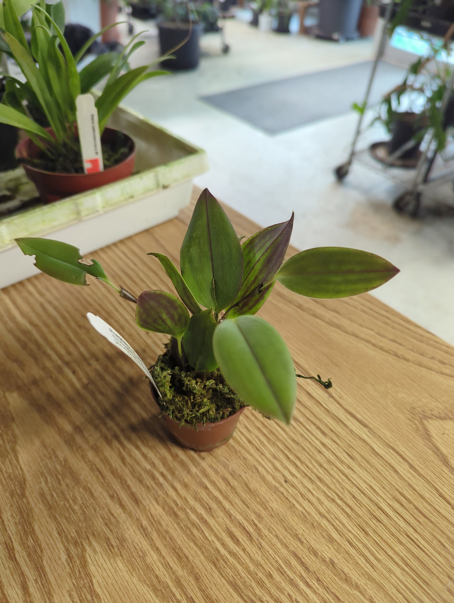 Zootrophion Trivalve