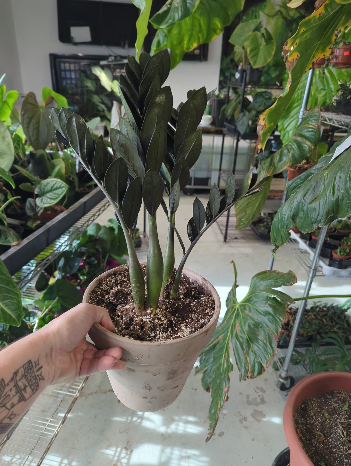 ZZ Black Raven-Zamioculcas