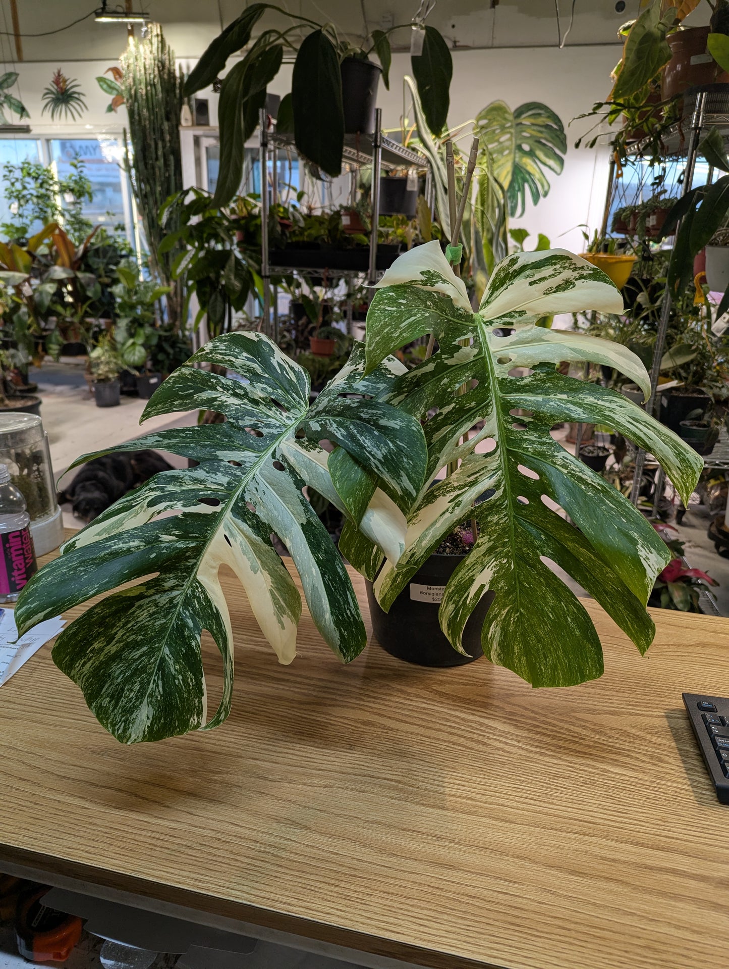 Monstera Borsigna Albo