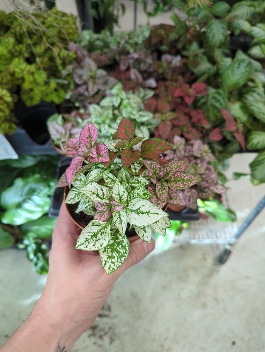 Polka Dot Plant Hypoestes