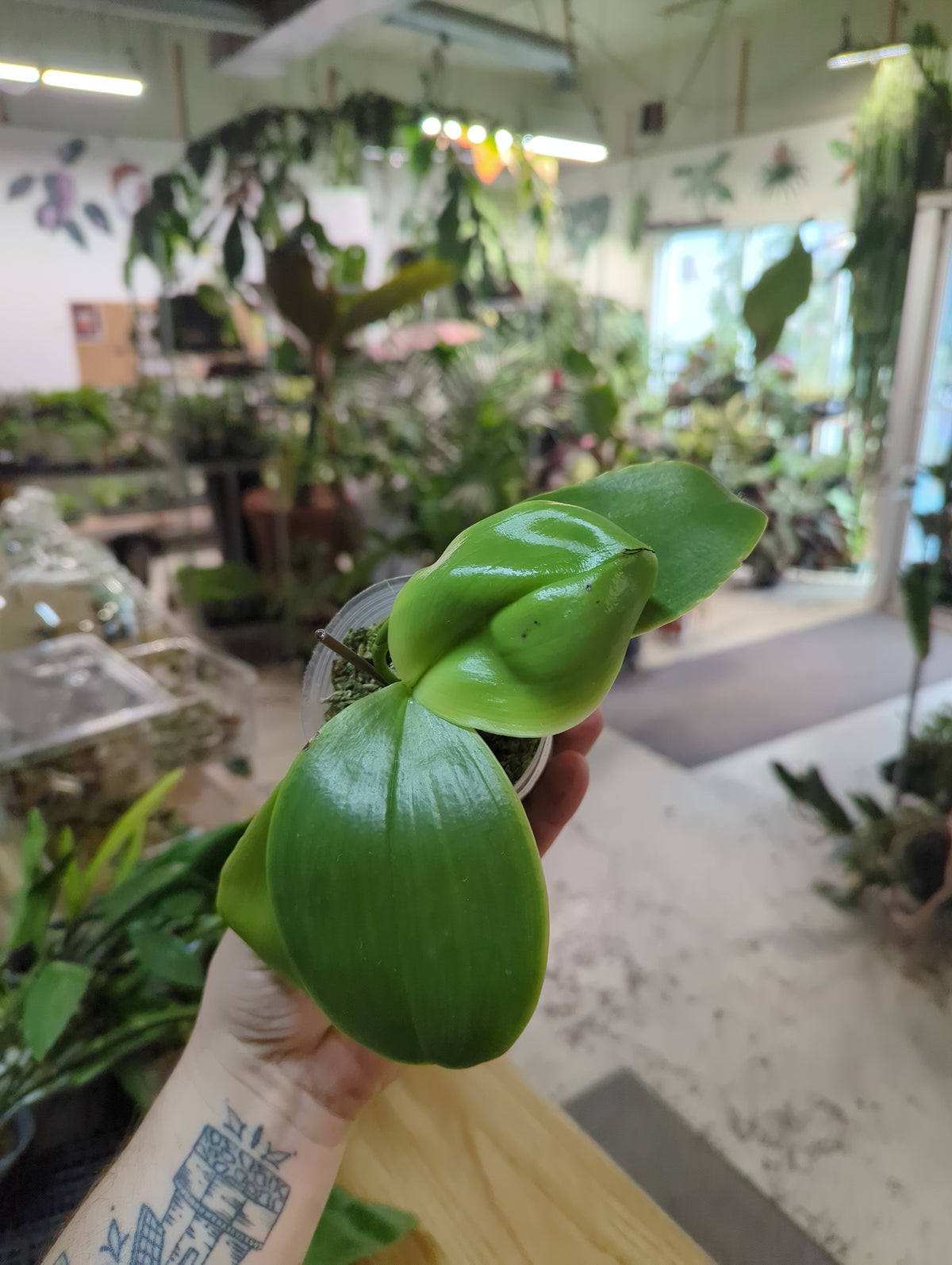 Phal. Violacea Indigo-Red x Sib (#5 x #4)