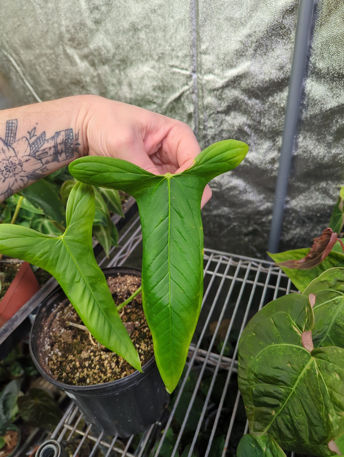 Anthurium Argyrostachyum "Yasuni"