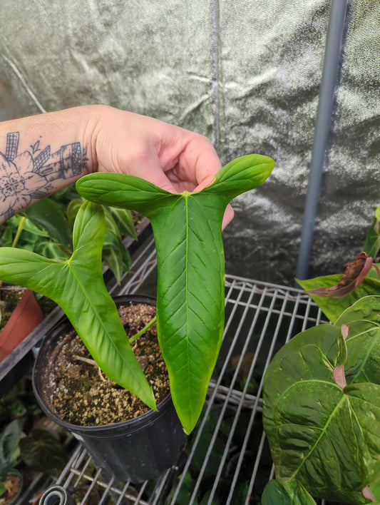 Anthurium Argyrostachyum "Yasuni"