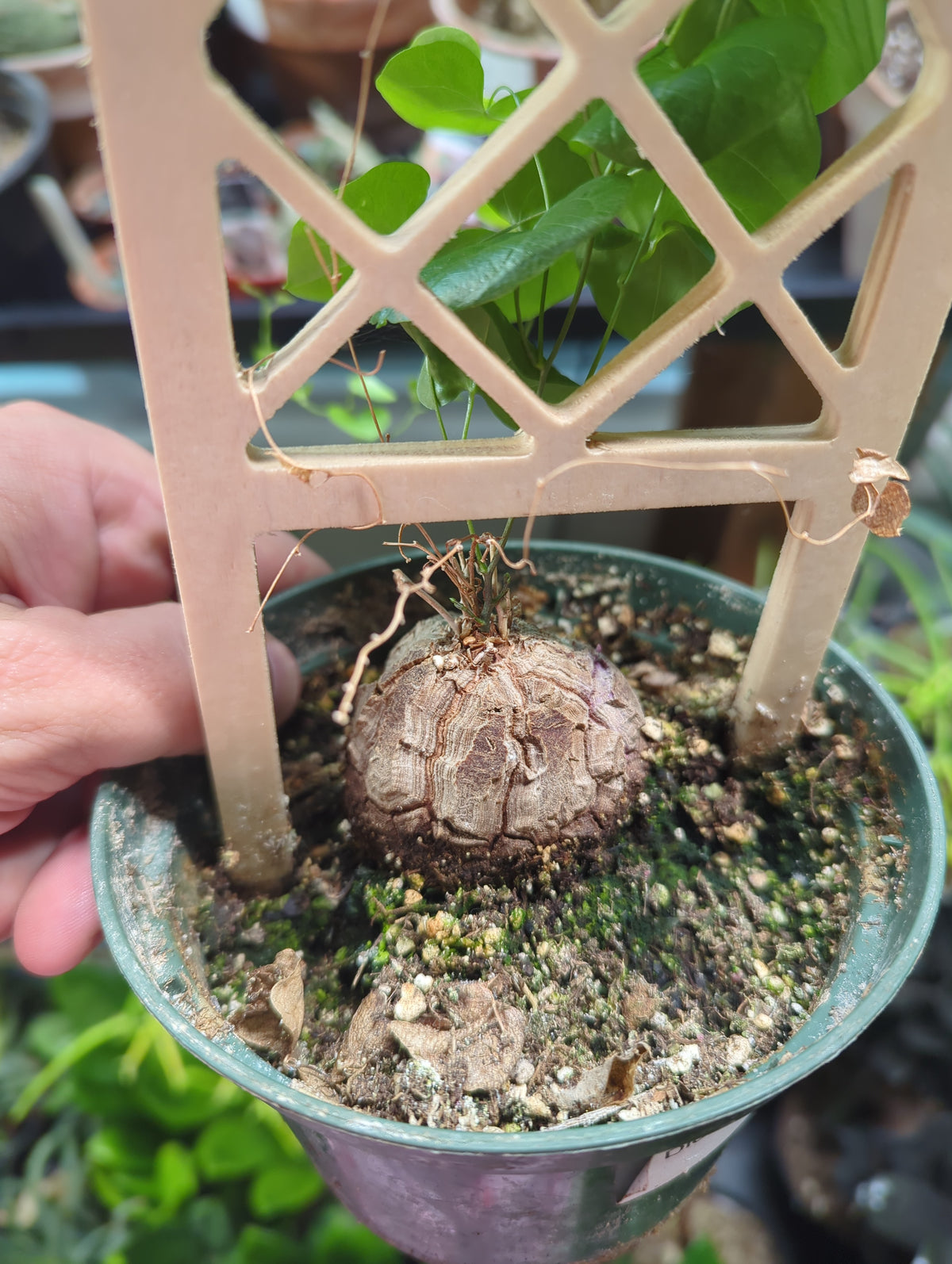 Dioscorea Elephantipes Elephant's Foot Yam 5in pot