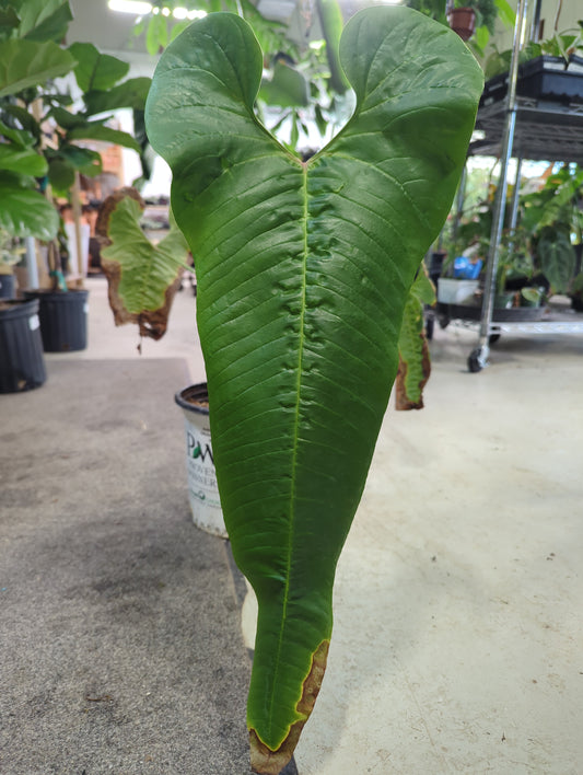 Anthurium offolterianum 2 gal