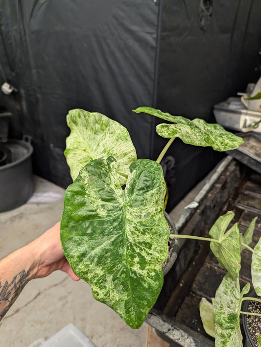 6" Alocasia Blizzard
