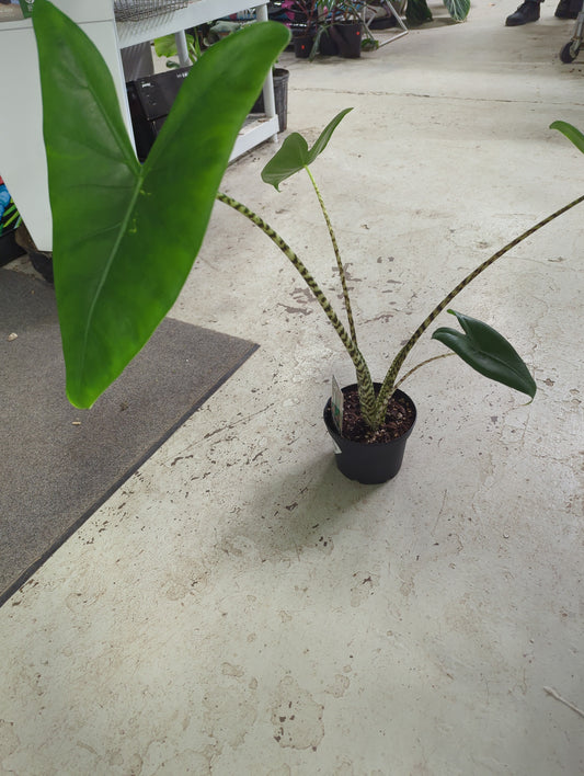 Tiger Elephant Ear - Zebra Plant- Alocasia Zebrina
