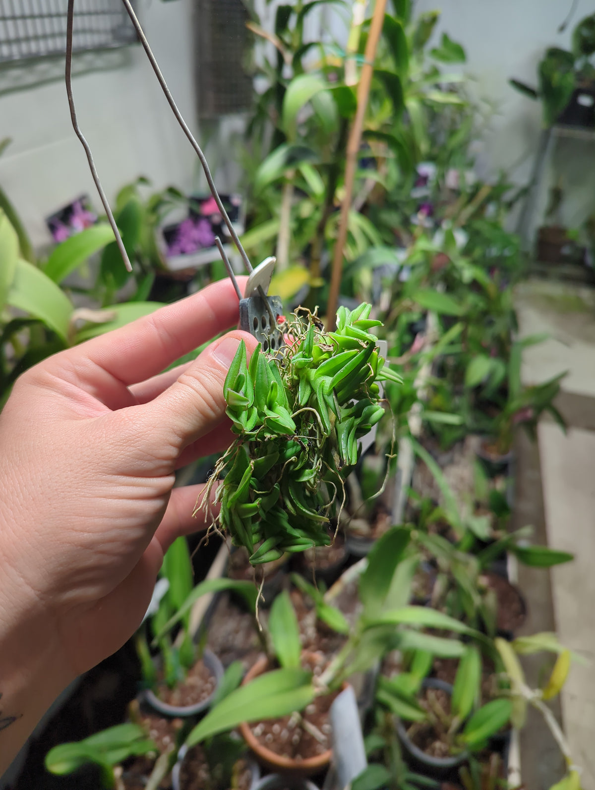 Epidendrum Schlechterianum