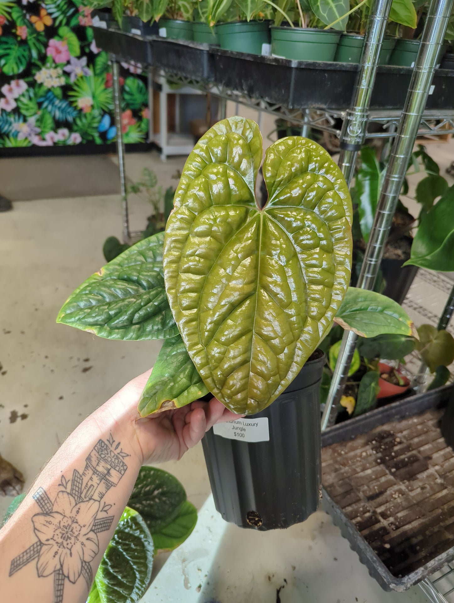 Anthurium Luxury Jungle
