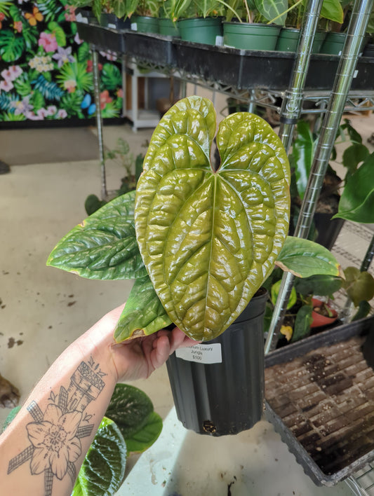 Anthurium Luxury Jungle
