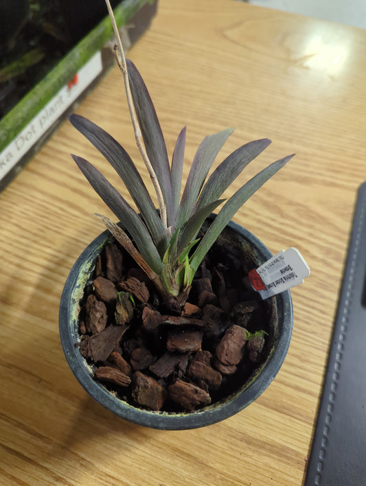 PLANTS:ECUAGENARA:Tolumnia Golden Sunset 'Brownie