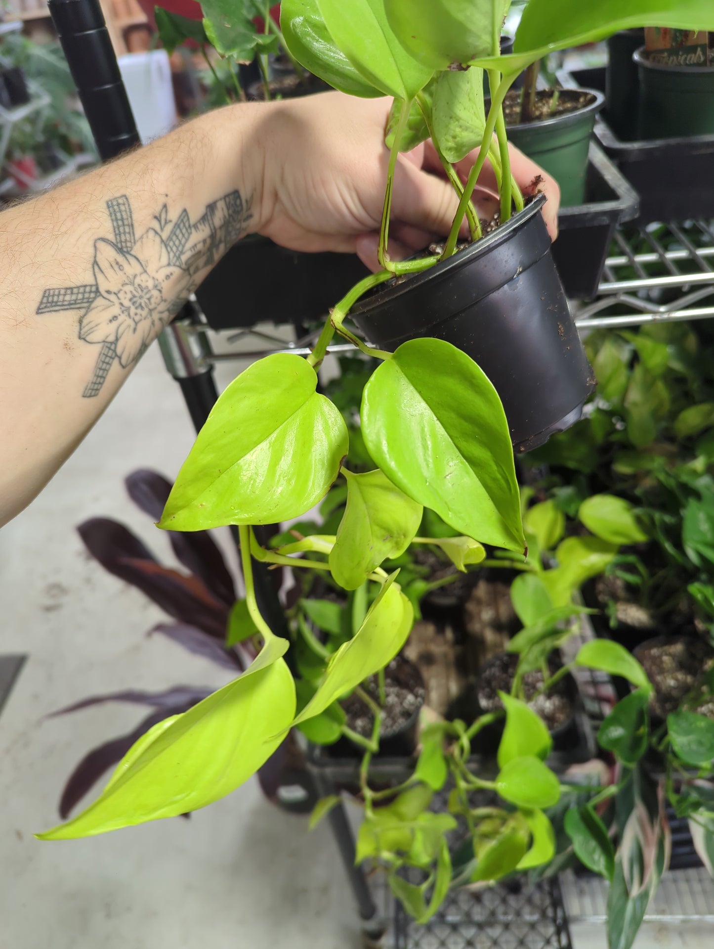 Epipremnum Teruno Champs Elyse