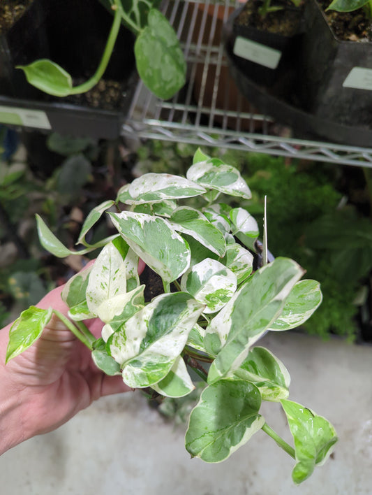 POTHOS-PEARL & JADE 4 in