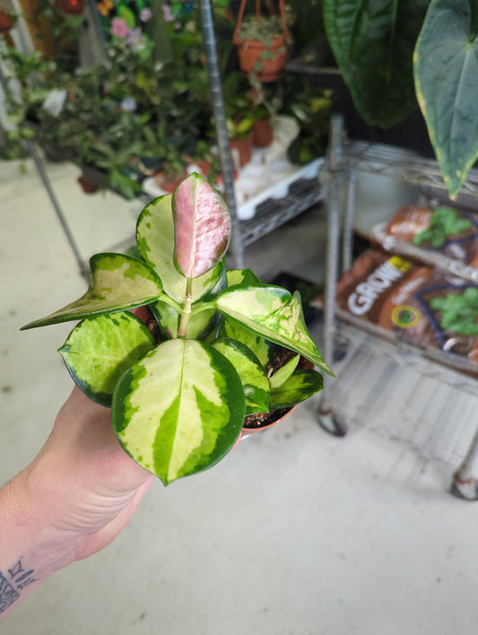 Hoya Australis