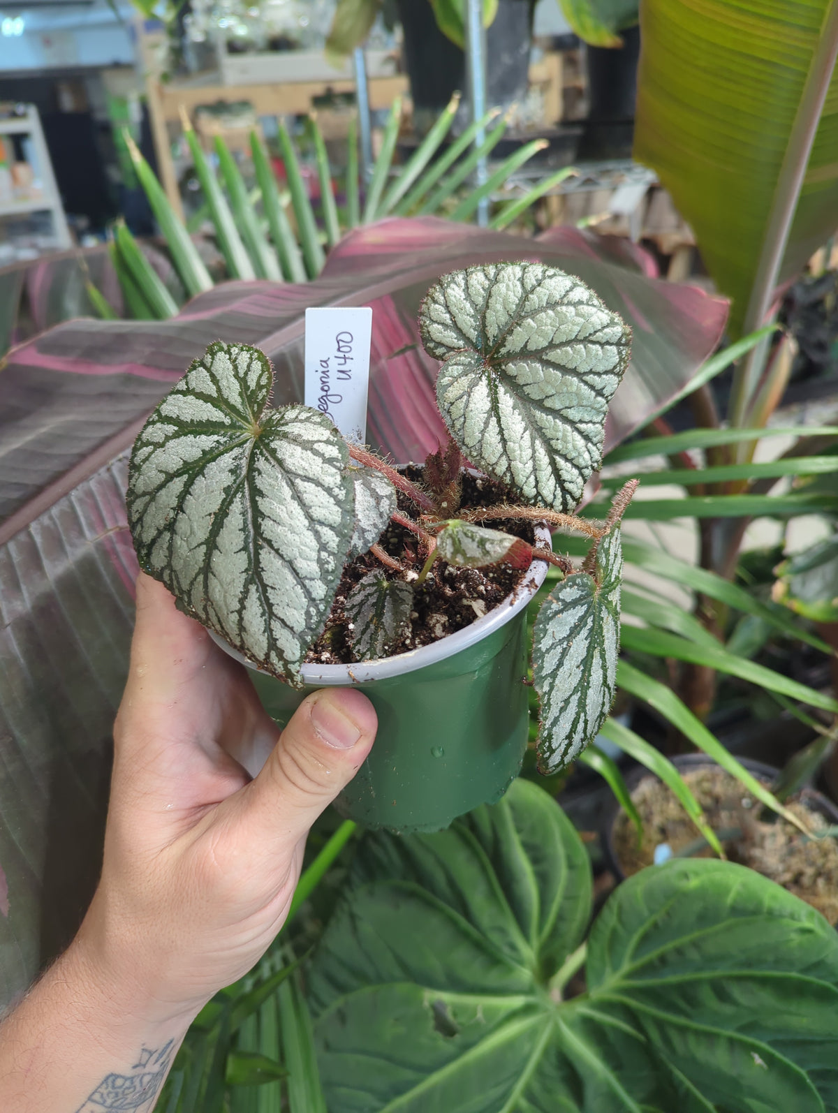 Begonia U400