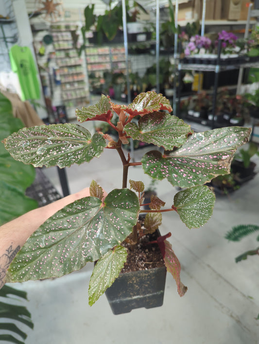 Begonia Pink Dot