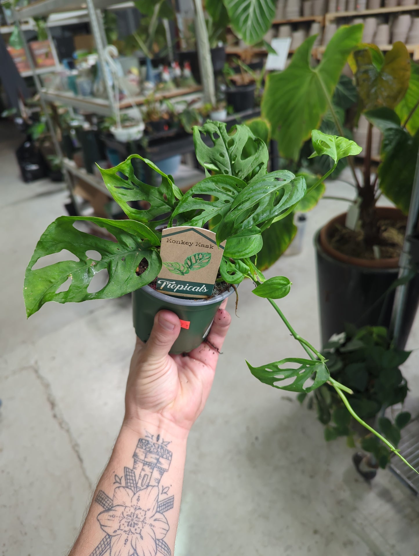 MONSTERA- ADONSII MONKEY MASK