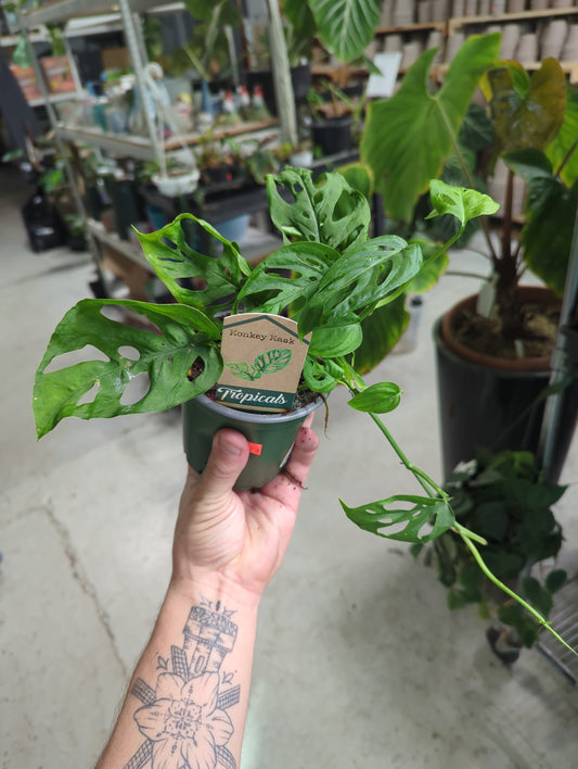 MONSTERA- ADONSII MONKEY MASK