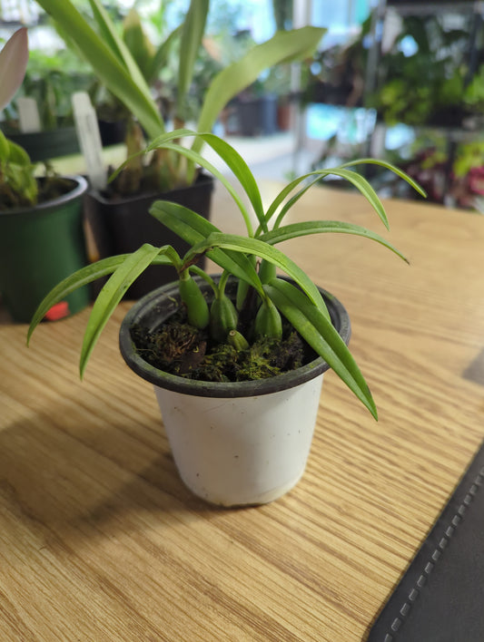 Brasiliorchis Schunkeana