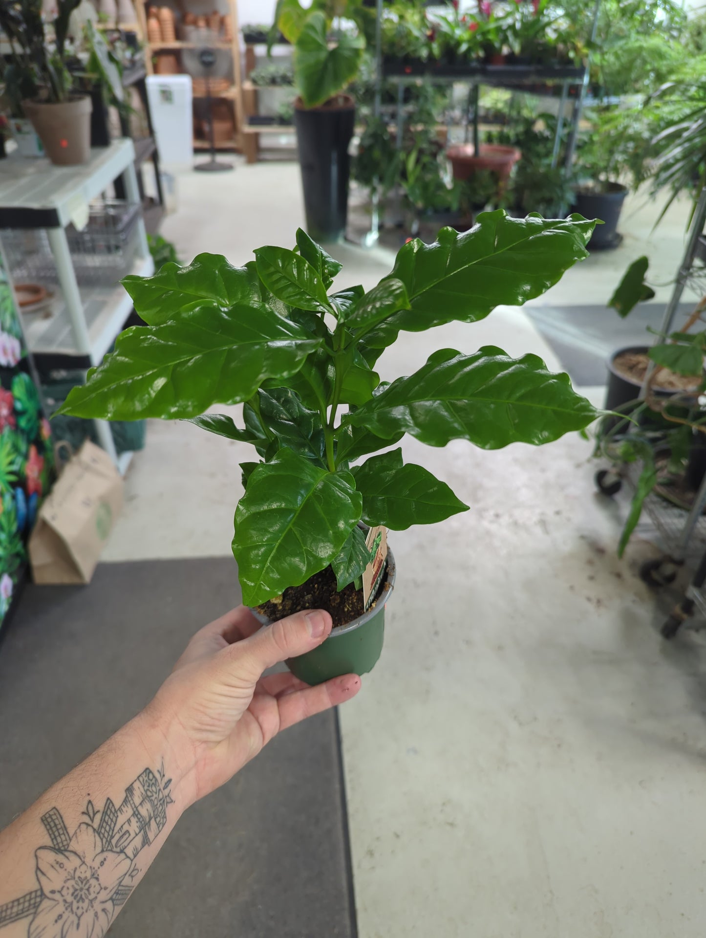 COFFEE PLANT 4inch