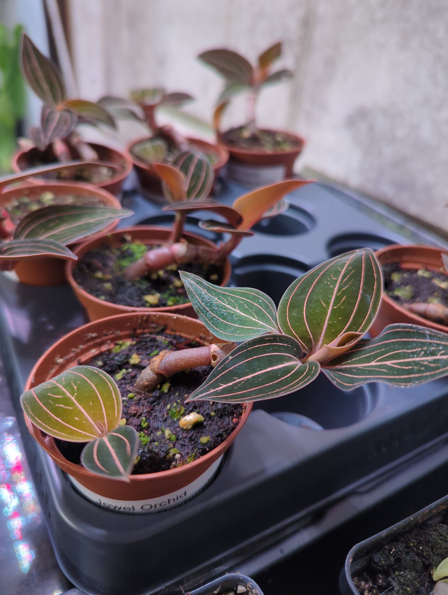Jewel Orchid (Anoectochilus Roxburghii)