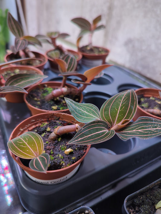 Jewel Orchid (Anoectochilus Roxburghii)