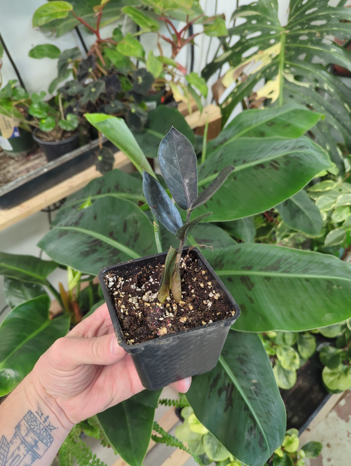 ZZ Black Raven-Zamioculcas